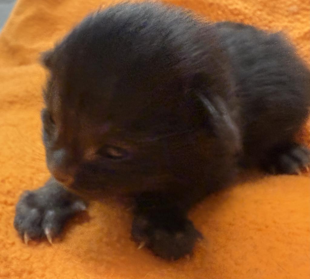 Enlarge Lady Z, a Adoptable mixed breed in Ontario, OR image 2/3