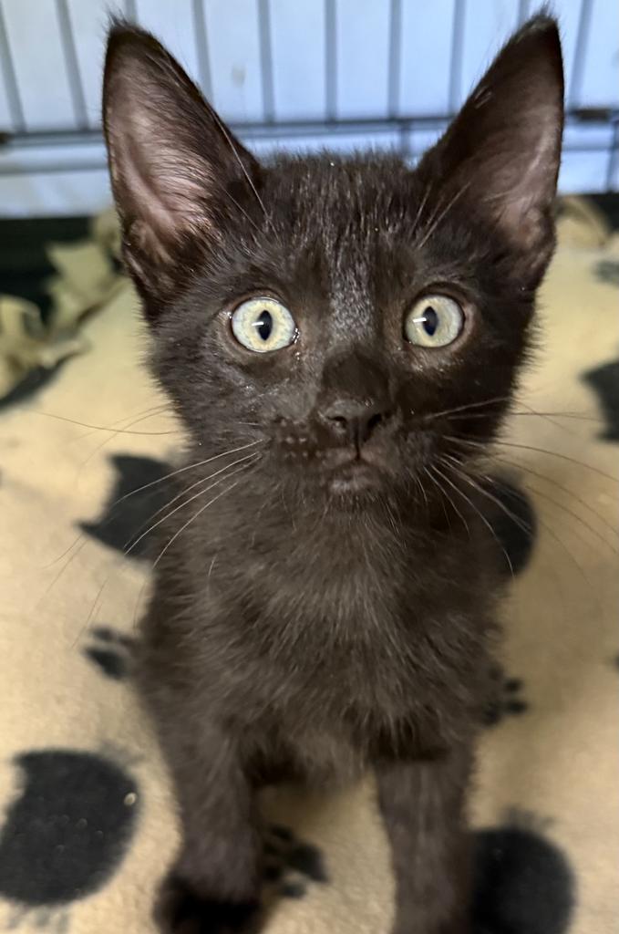 Enlarge Lady Z, a Adoptable mixed breed in Ontario, OR image 3/3