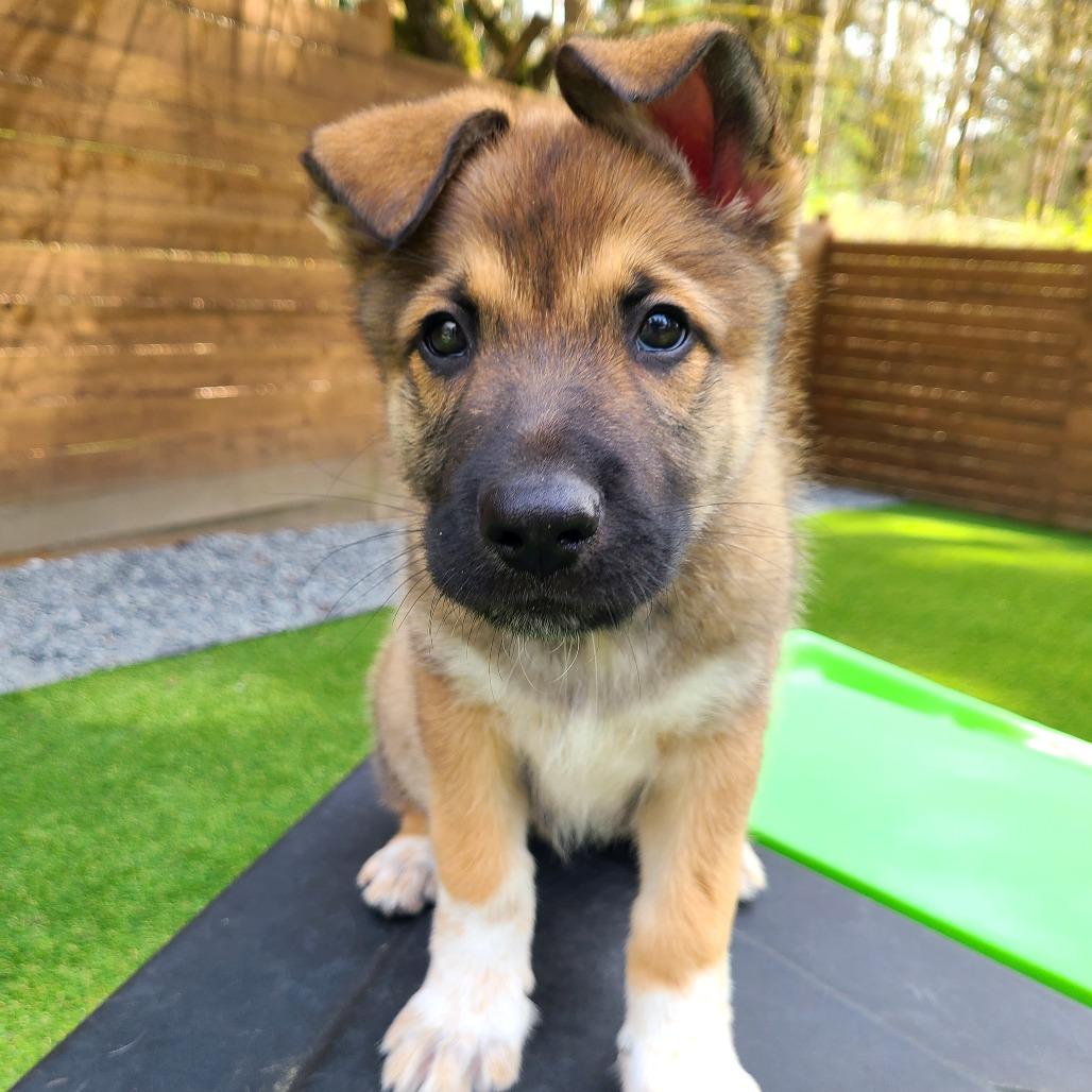 Peanut, Adoptable, Puppy Male Australian Shepherd & German Shepherd Dog.
