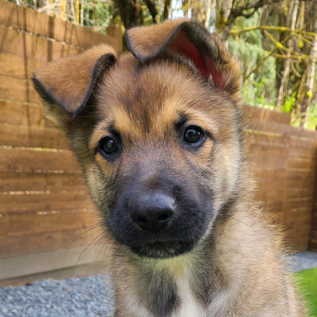 Enlarge Peanut, a Adoptable mixed breed in Woodinville, WA image 2/6