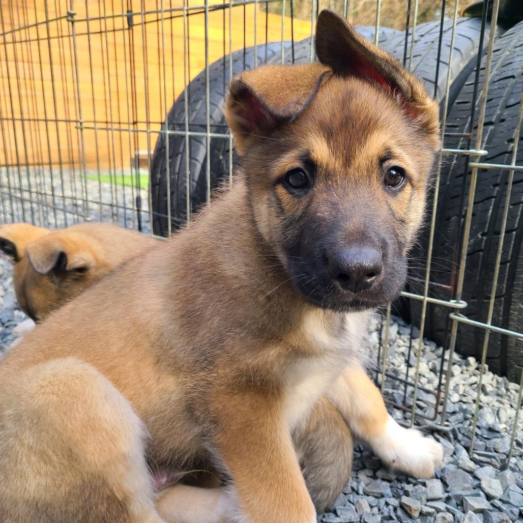 Enlarge Peanut, a Adoptable mixed breed in Woodinville, WA image 3/6