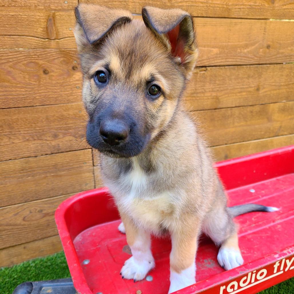 Enlarge Peanut, a Adoptable mixed breed in Woodinville, WA image 4/6