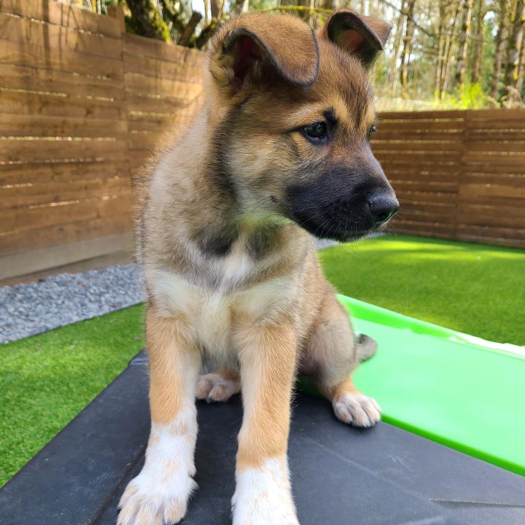 Enlarge Peanut, a Adoptable mixed breed in Woodinville, WA image 5/6