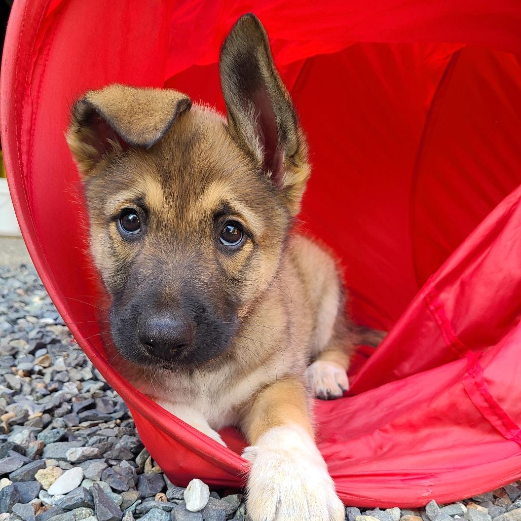Enlarge Peanut, a Adoptable mixed breed in Woodinville, WA image 6/6