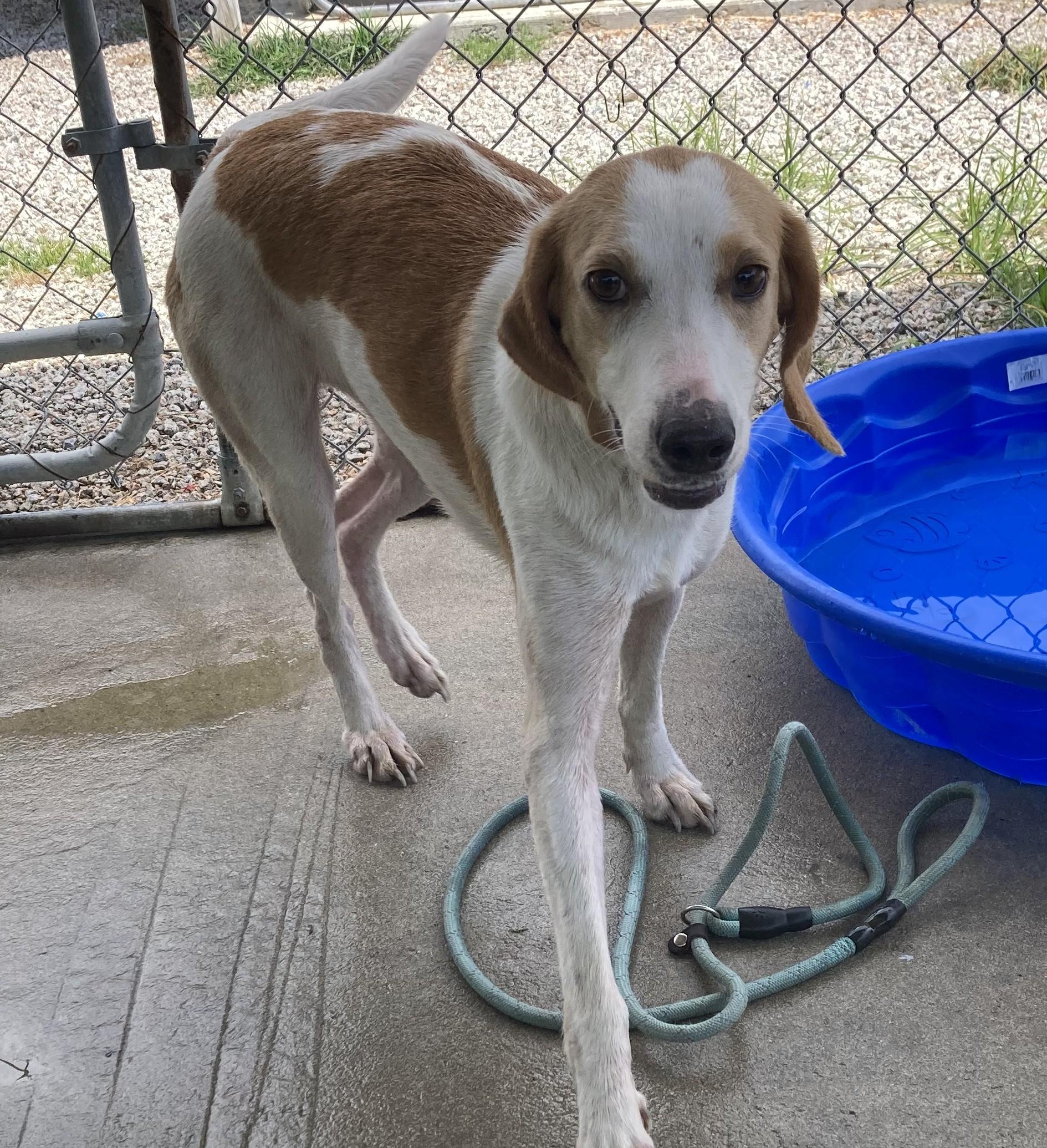 Dolly, ADOPTABLE, Adult Female Treeing Walker Coonhound.