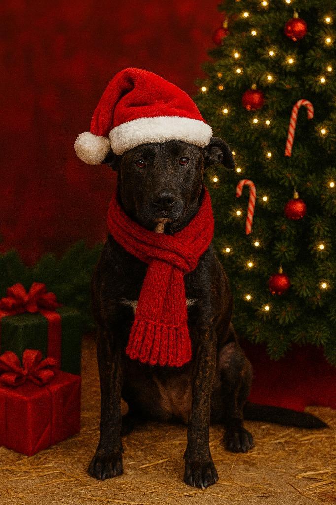 Enlarge Ollie, a Adoptable mixed breed in Princeton, IN image 1/2