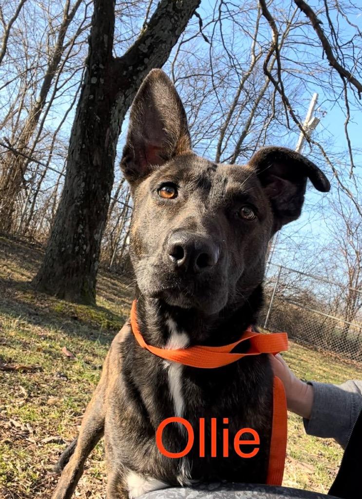 Enlarge Ollie, a Adoptable mixed breed in Princeton, IN image 2/2
