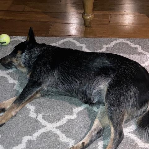 Fox, an adopted Australian Cattle Dog / Blue Heeler in Hempstead, NY image 4/6