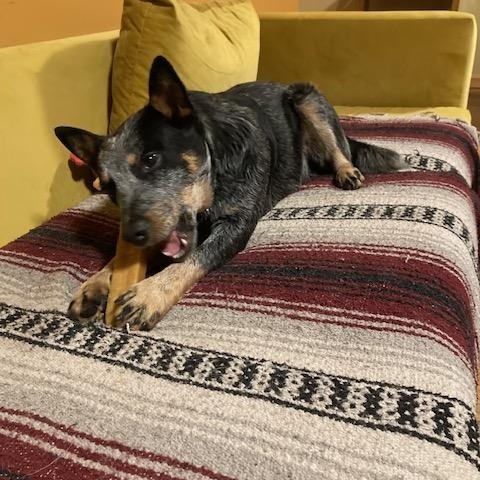 Fox, an adopted Australian Cattle Dog / Blue Heeler in Hempstead, NY image 2/6