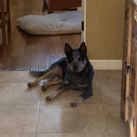 Fox, adopted, Young Male Australian Cattle Dog / Blue Heeler.