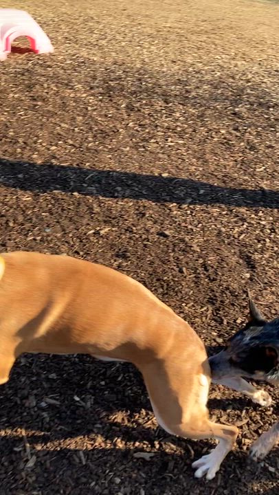 Enlarge Fox, an adopted Australian Cattle Dog / Blue Heeler in Hempstead, NY video 6/6