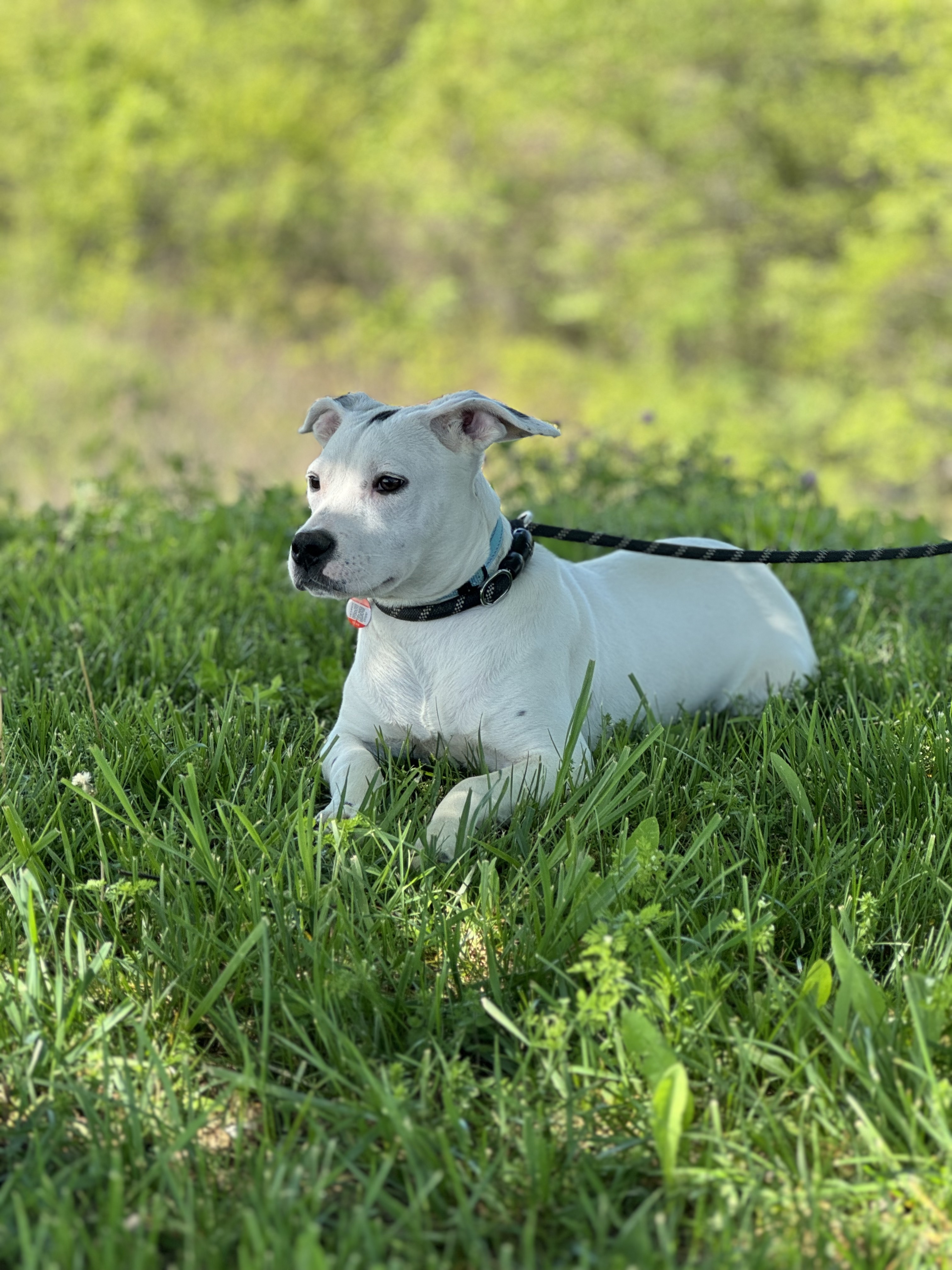 Baby Doll - Transport, a Adoptable mixed breed in Washington, PA image 4/6