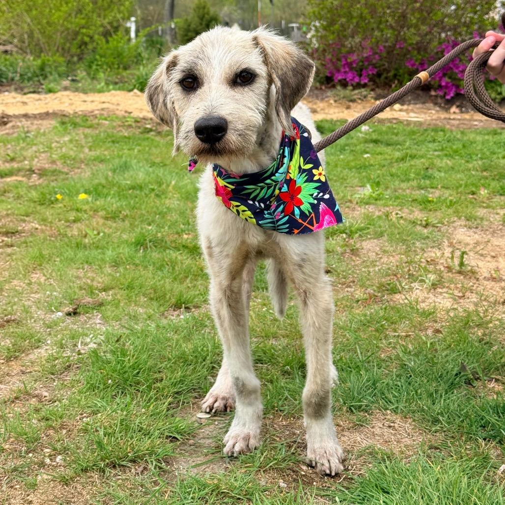 Enlarge CT Monkey *Foster Me!*, a Adoptable mixed breed in Stormville, NY image 5/6