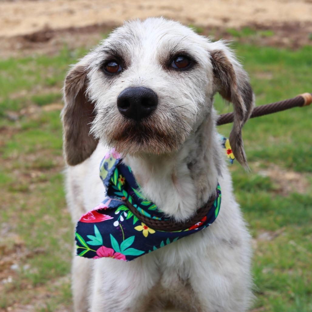 Enlarge CT Monkey *Foster Me!*, a Adoptable mixed breed in Stormville, NY image 6/6