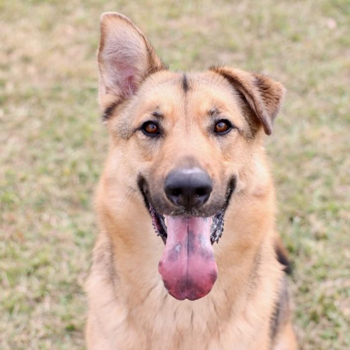 Enlarge MAX, a Adoptable mixed breed in Wilmington, NC image 1/1