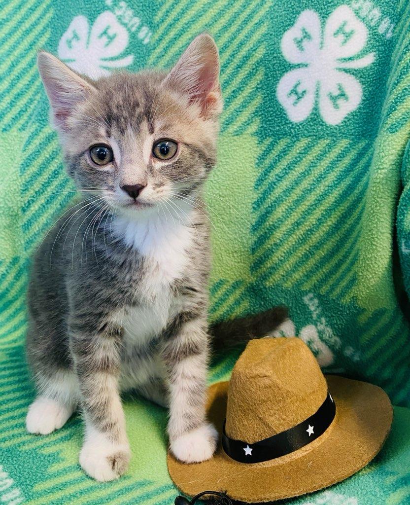 Deacon, an adopted Domestic Short Hair in Colusa, CA image 4/4