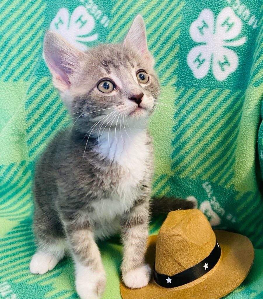 Deacon, an adopted Domestic Short Hair in Colusa, CA image 1/4