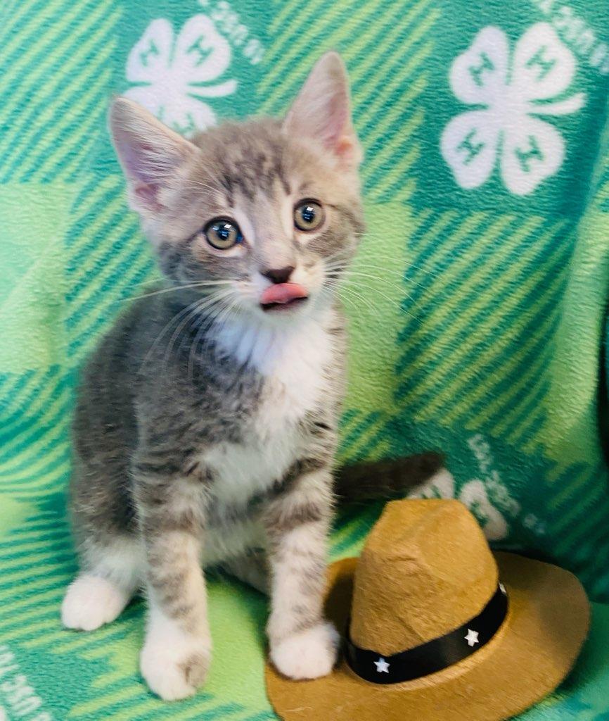 Deacon, an adopted Domestic Short Hair in Colusa, CA image 3/4