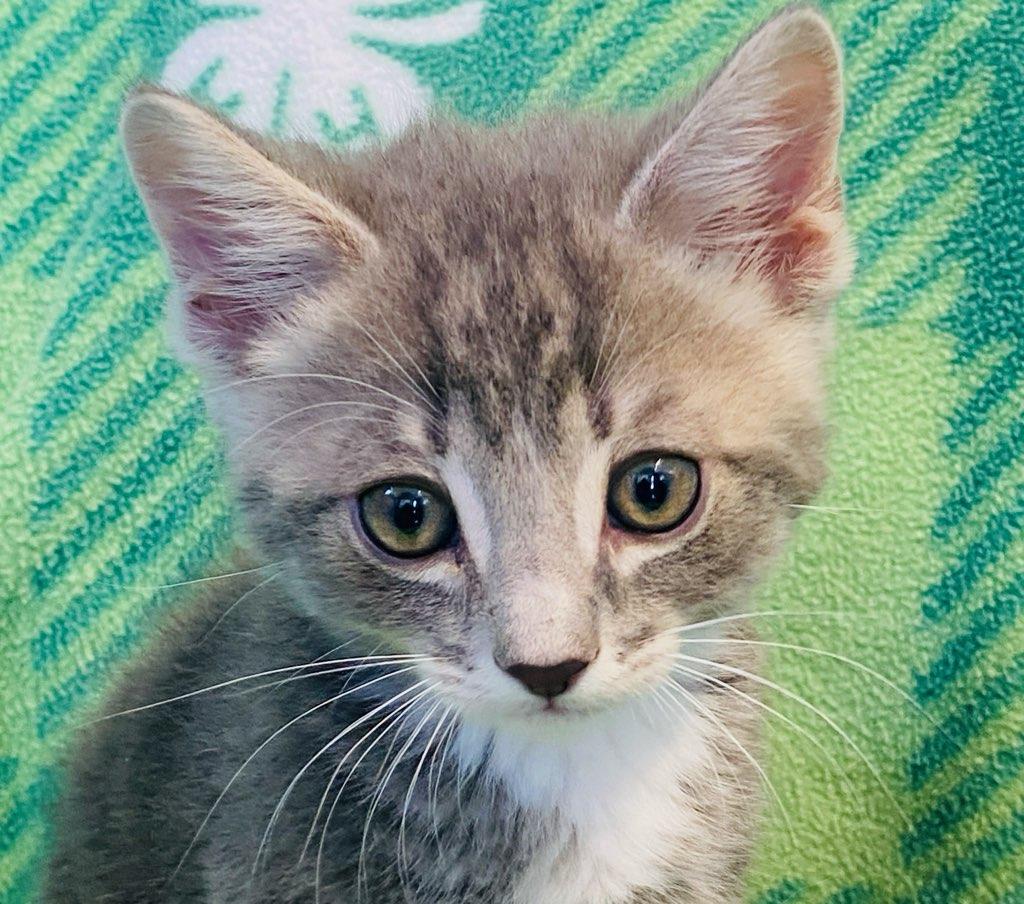 Deacon, an adopted Domestic Short Hair in Colusa, CA image 2/4
