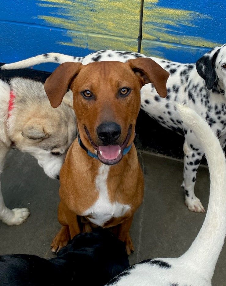 Rudy , a Adoptable mixed breed in Newport Beach, CA image 1/7