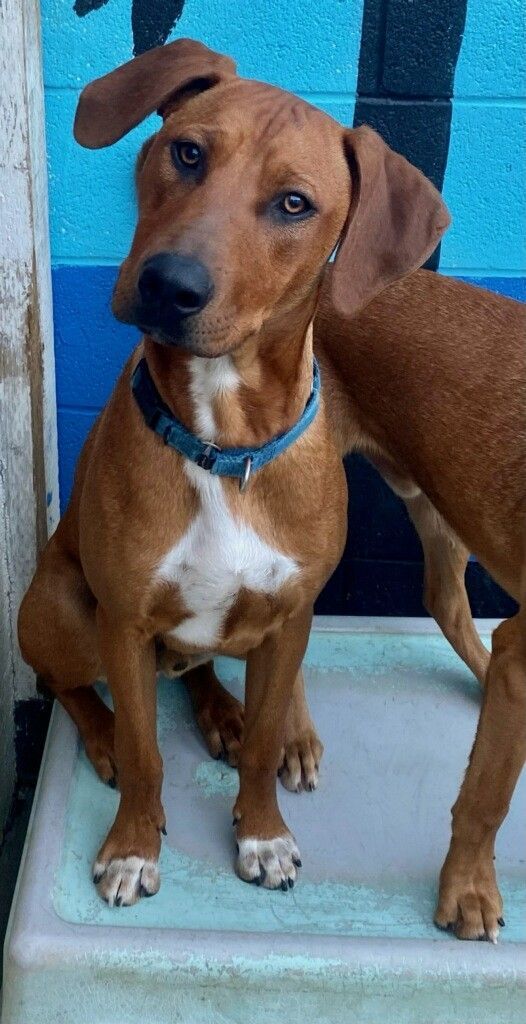 Rudy , a Adoptable mixed breed in Newport Beach, CA image 3/7