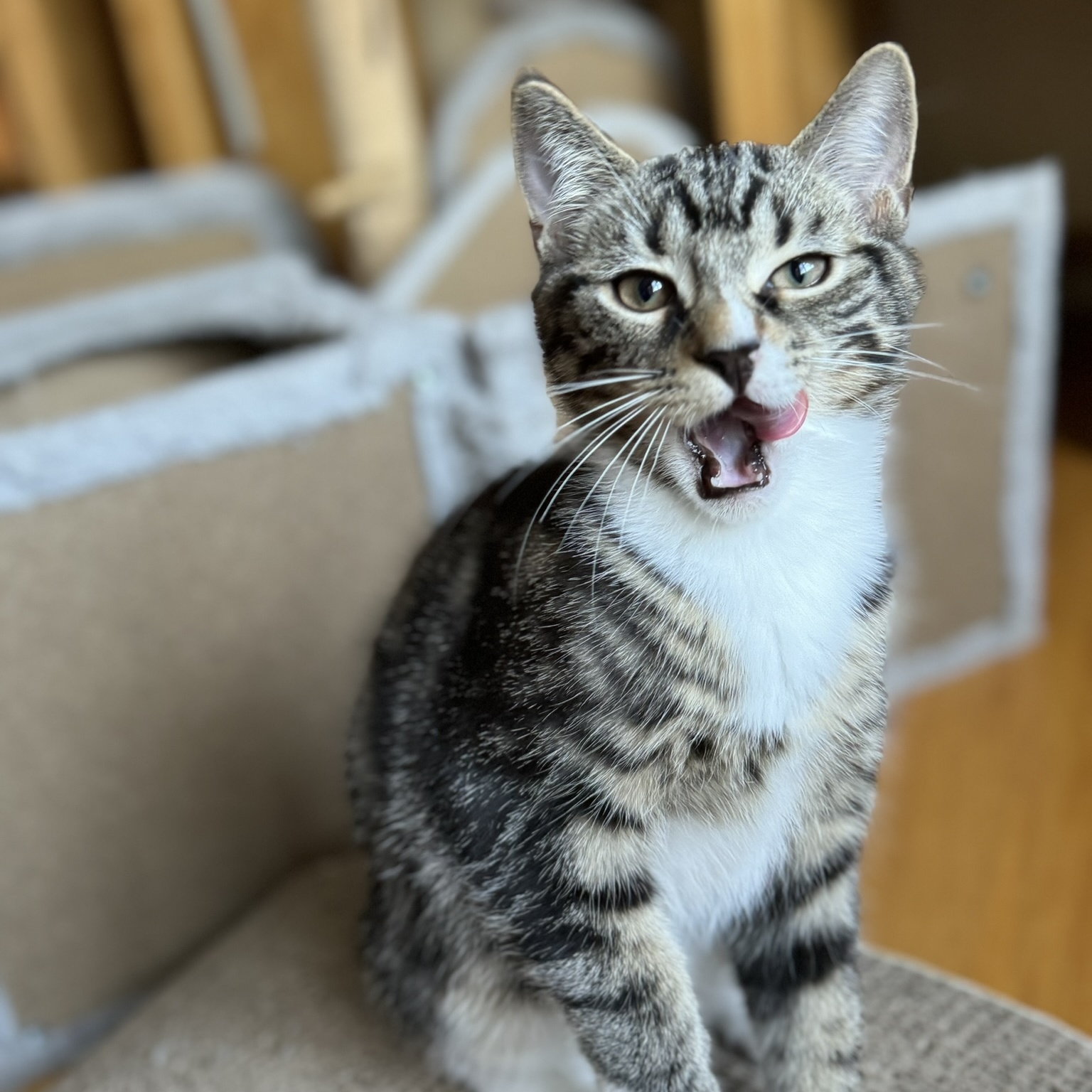 Cat for adoption ENZO, a Domestic Short Hair in East Greenwich, RI