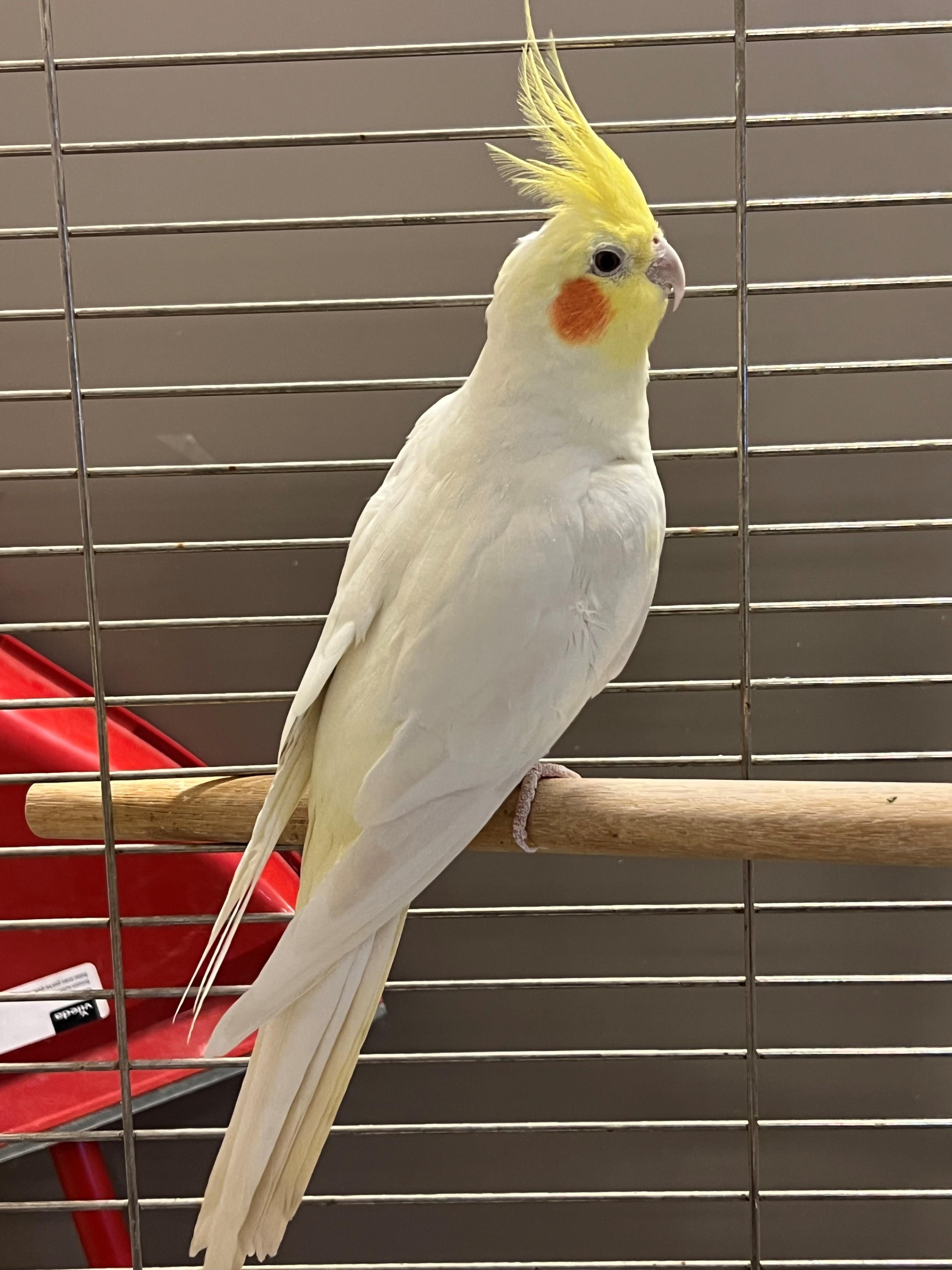 Rocco OH-466/25, ADOPTABLE, Adult Male Cockatiel.