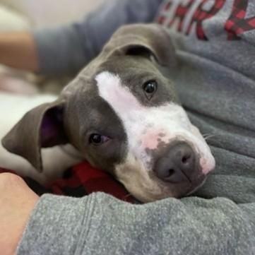 Grizzy, Adoptable, Young Female Pit Bull Terrier & Mixed Breed.