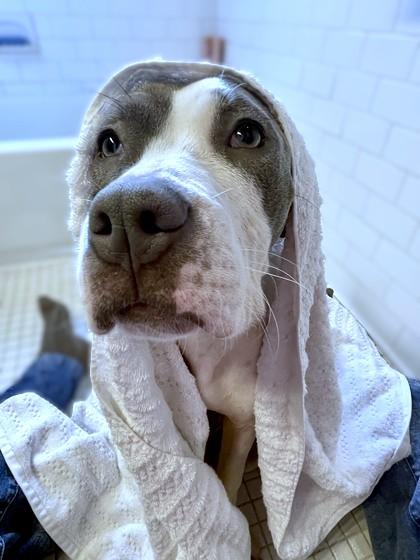 Enlarge Grizzy, a Adoptable mixed breed in Washington, DC image 1/3