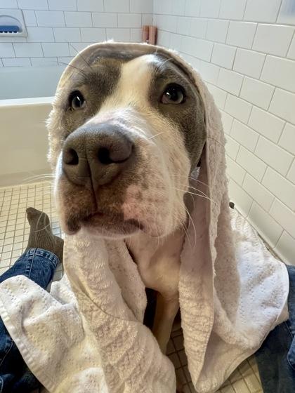 Enlarge Grizzy, a Adoptable mixed breed in Washington, DC image 3/3