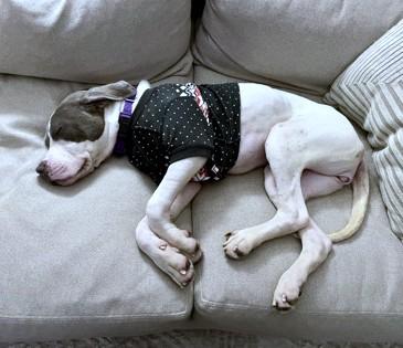 Enlarge Grizzy, a Adoptable mixed breed in Washington, DC image 2/3