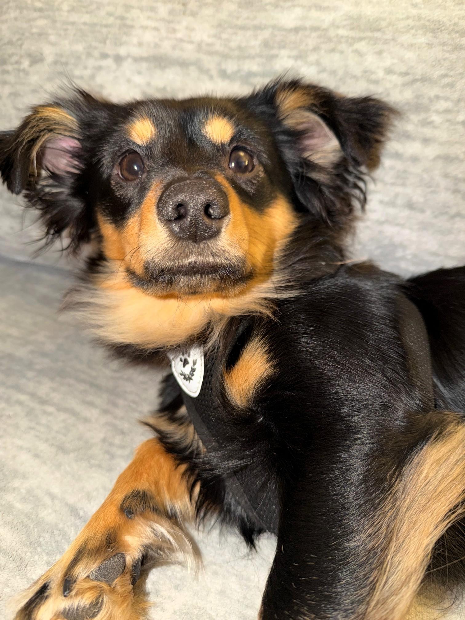 Enlarge Milo, an adopted Dachshund in Salt Lake City, UT image 3/5