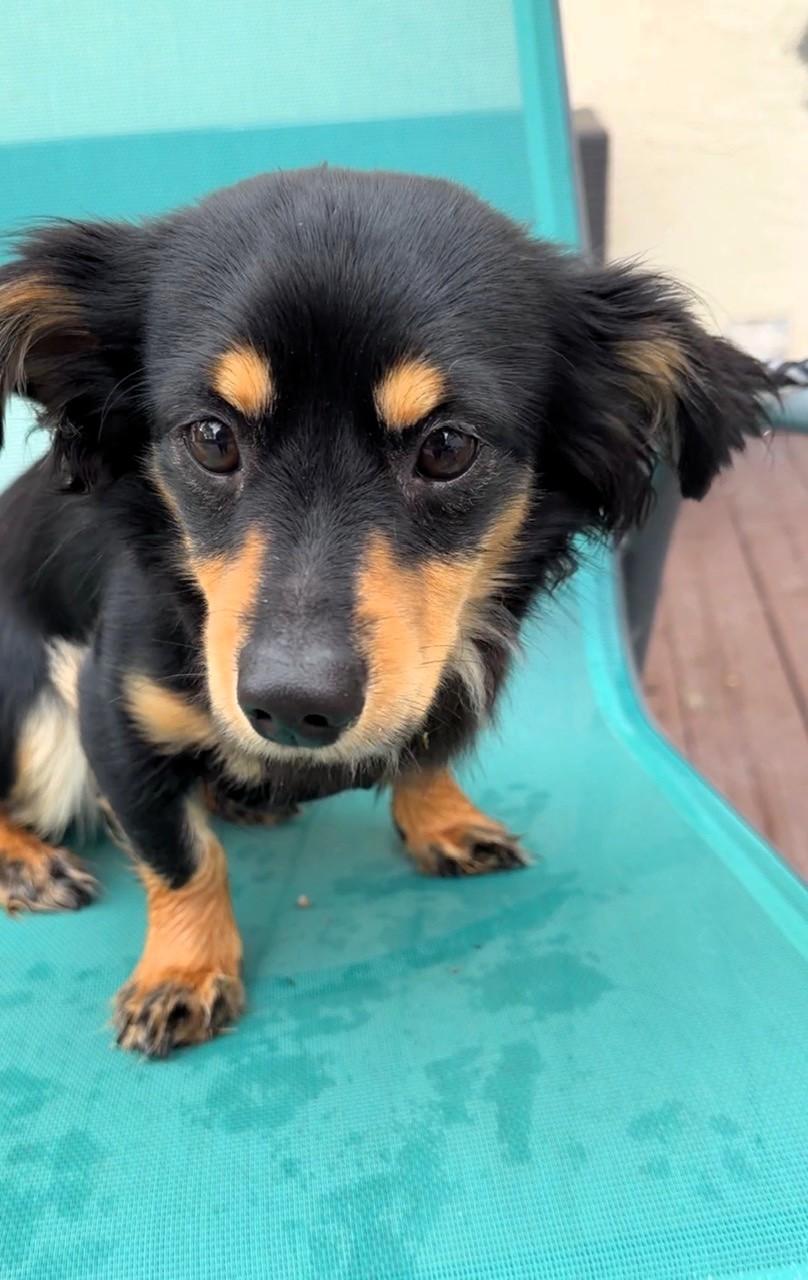Enlarge Milo, an adopted Dachshund in Salt Lake City, UT image 5/5