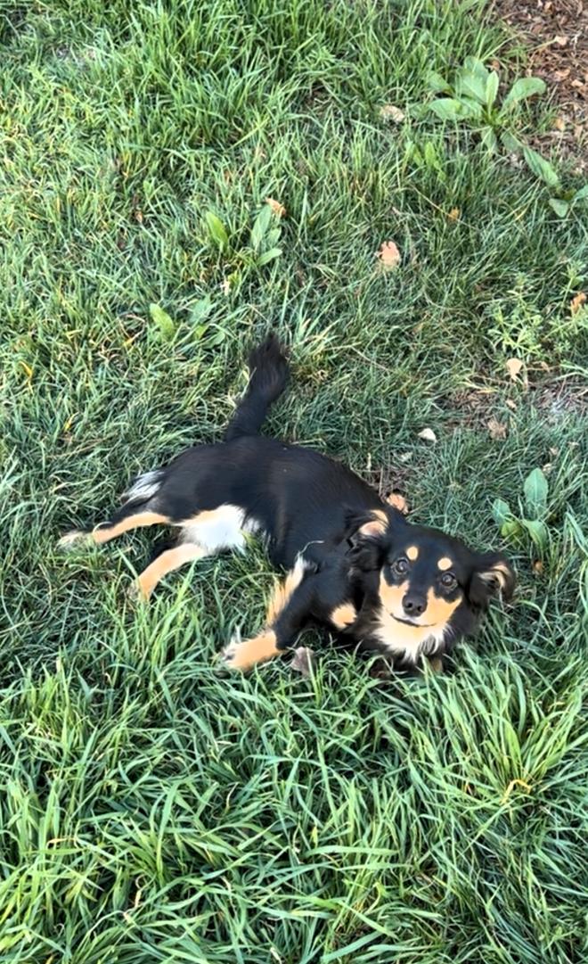 Enlarge Milo, an adopted Dachshund in Salt Lake City, UT image 2/5