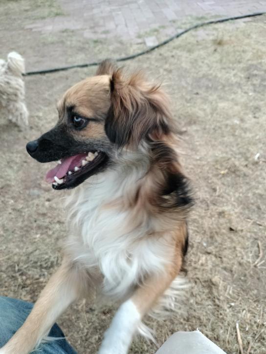 Pugsley, Adoptable, Adult Male Pug.