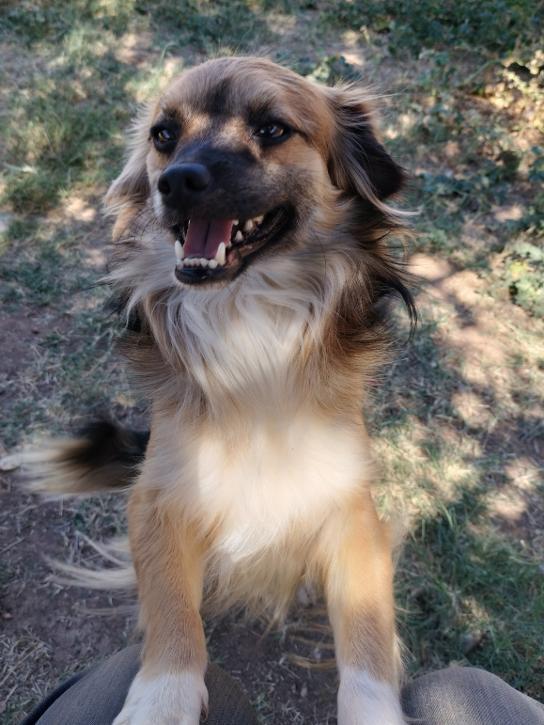 Enlarge Pugsley, a Adoptable Pug in Phoenix, AZ image 3/3