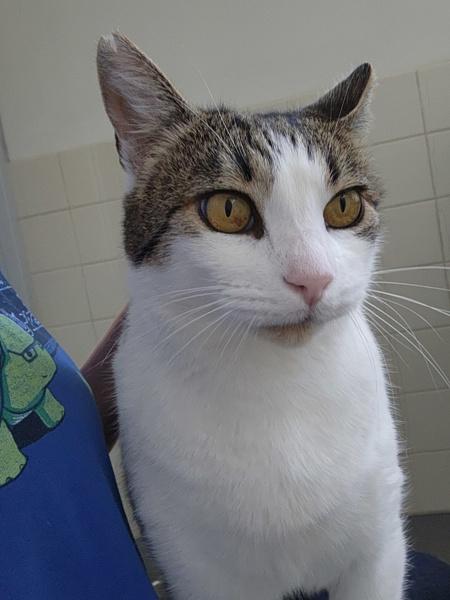 Tomato, Adoptable, Adult Male Domestic Short Hair.