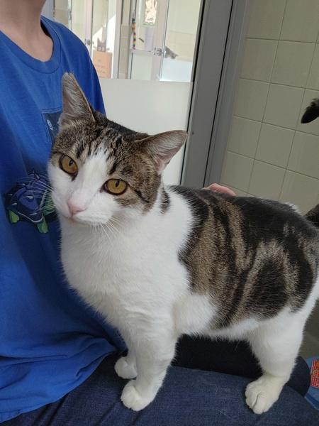 Enlarge Tomato, a Adoptable mixed breed in Santa Rosa, CA image 3/6