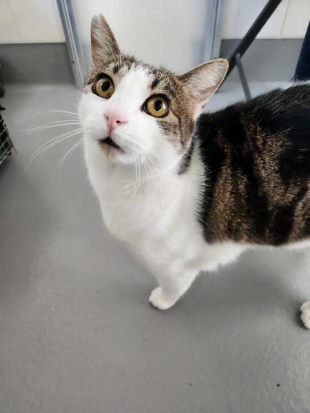 Enlarge Tomato, a Adoptable mixed breed in Santa Rosa, CA image 4/6