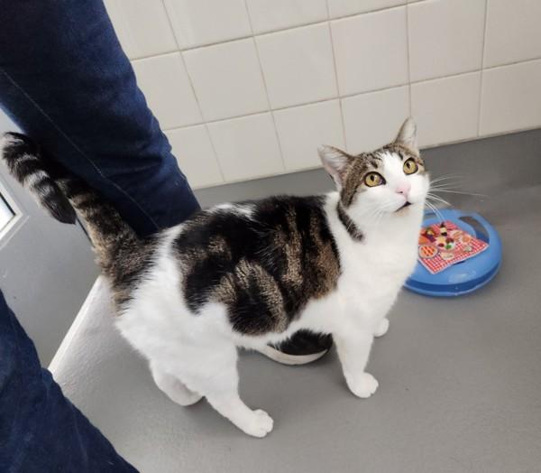 Enlarge Tomato, a Adoptable mixed breed in Santa Rosa, CA image 6/6