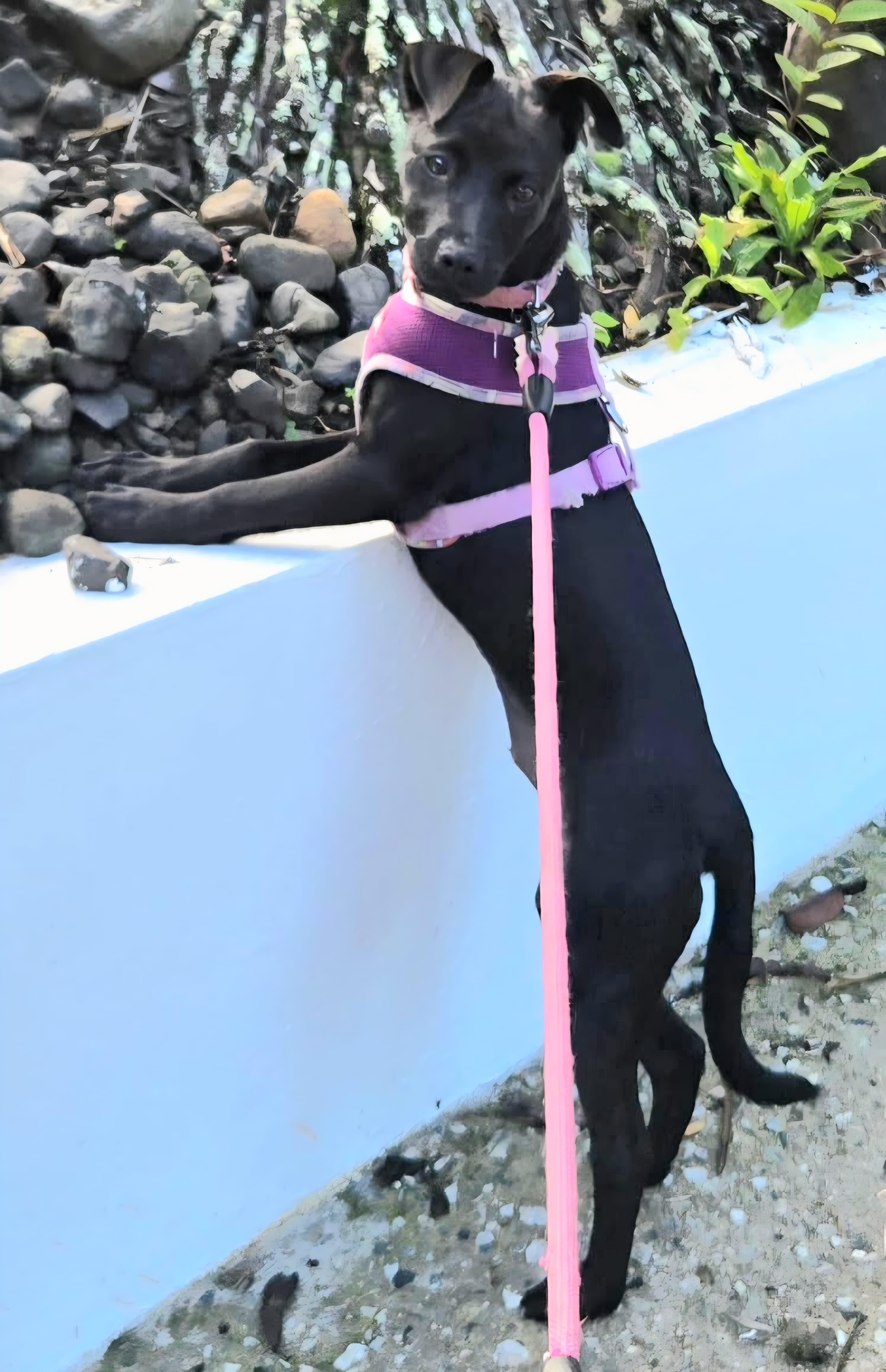 Hade "your Sweetest Angel." thumbnail 5