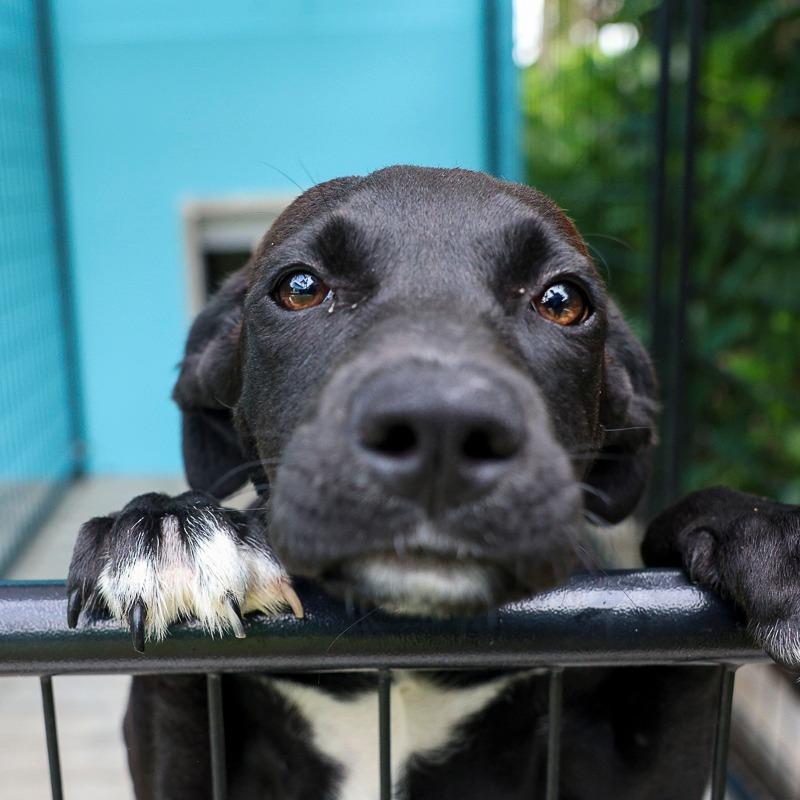 Papaya, a Adoptable Mixed Breed in Bradenton, FL image 1/2