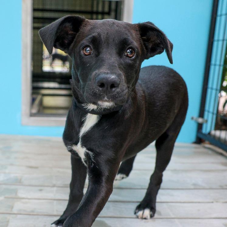 Papaya, a Adoptable Mixed Breed in Bradenton, FL image 2/2
