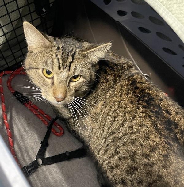 Honda, Adoptable, Young Male Domestic Short Hair.