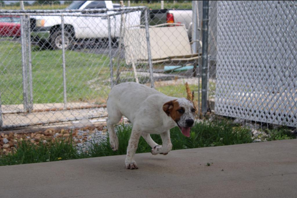 Penny, a Adoptable mixed breed in Hopkinsville, KY image 1/4