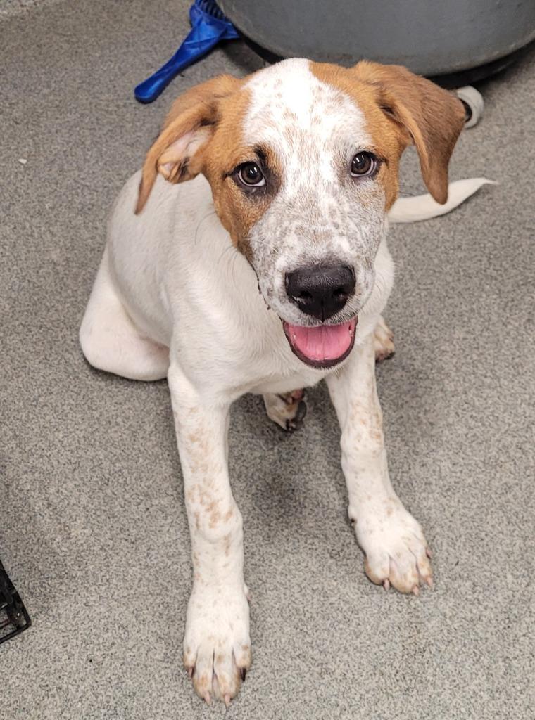 Penny, a Adoptable mixed breed in Hopkinsville, KY image 2/4