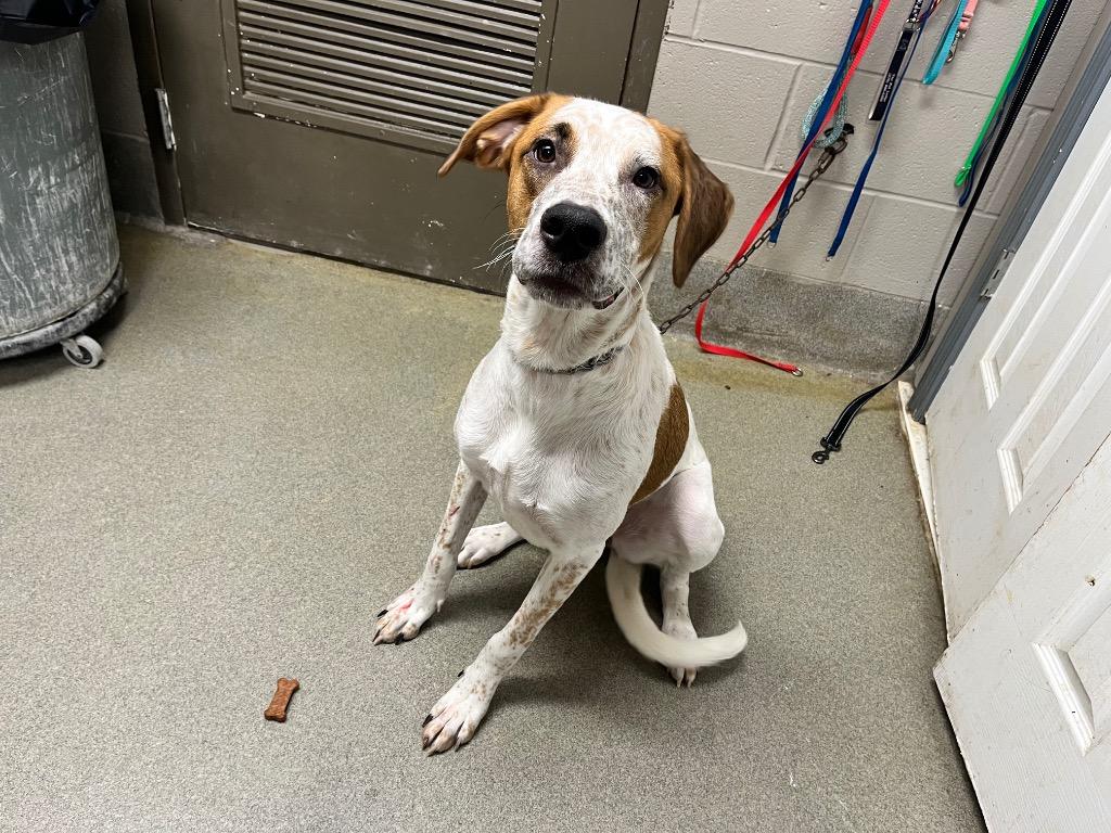 Penny, a Adoptable mixed breed in Hopkinsville, KY image 4/4