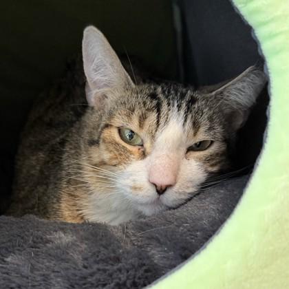 Ness, Adoptable, Adult Female Domestic Short Hair & Domestic Short Hair.