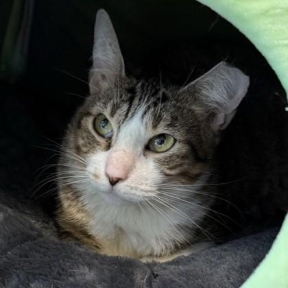 Ness, Adoptable, Adult Female Domestic Short Hair & Domestic Short Hair.