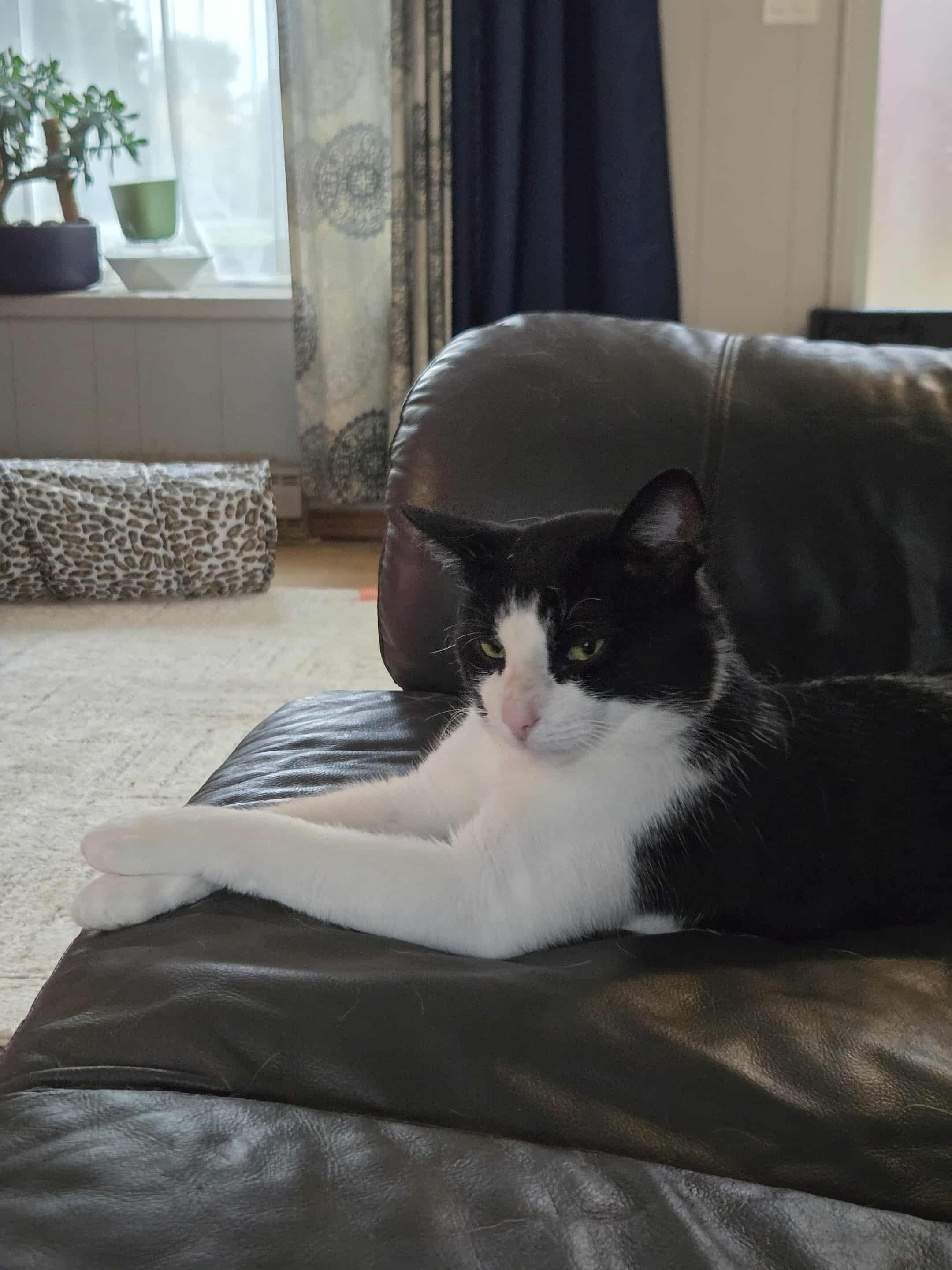 Davis, a Adoptable Domestic Short Hair in Shakespeare, ON image 2/6